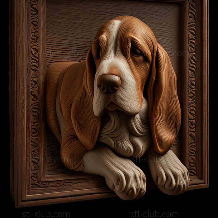 st Basset Hound dog